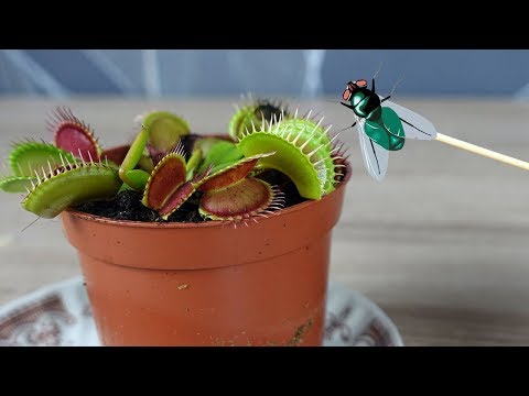 FLEISCHFRESSENDE PFLANZE und AMEISEN mit Fliegen füttern