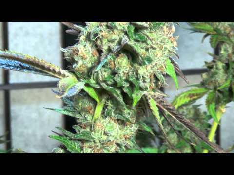 how to grow sour diesel