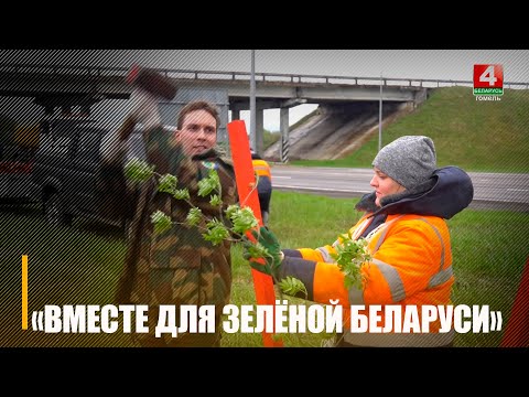 На Гомельщине ведется массовая посадка деревьев вдоль автомобильных дорог видео