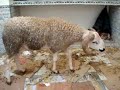 Bye Bye le mouton Bye Bye le mouton
