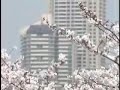 関西の桜  Cherry blossoms in Kansai