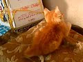 ENTRETENIMIENTO GATO