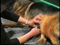Видео - Примите роды у собаки (немецкая овчарка)