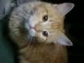 pusang tamang hinala ( garfield buraot )