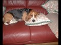 Basset Hound video