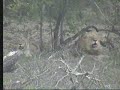 Lions, Africa 12/26