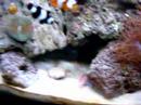 65 gallon tank (Ruben's)