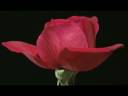 et les oiseux chantaient.mpg