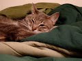 Techno Cat Techno Cat