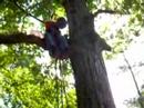 in the trees
