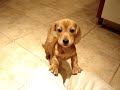 Insanely Cute Mini Dachshund Puppy Insanely Cute Mini Dachshund Puppy