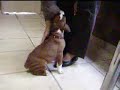 Dixie � 1 mois