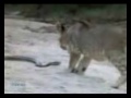 leão vs serpente vs coelho