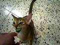 Yummy cucumber for Abyssinian kitten