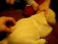 leo-1-12-months-old-yellow-lab-puppy-.html