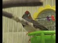 Adopt a Finch \"Chuck\" MSPCA Springfield