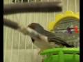 videos de Adopt a Finch 