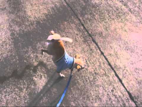2 Legged Walking Dog Pee Champion