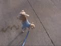 Perro que camina a dos patas
