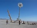 the flower