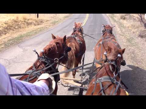 how to hitch a horse to a wagon