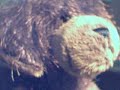 webkinz dog singing with jonas brothers and an interview a.s