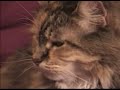 Confuze A Cat
