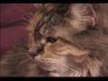 Confuze A Cat