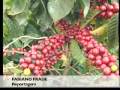 Governo de Minas anuncia aumento na produção de Café