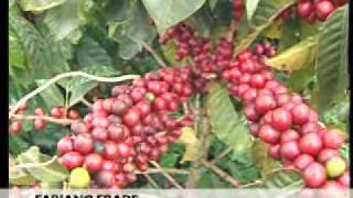Governo de Minas anuncia aumento na produção de Café