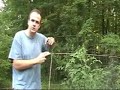 Growing Tomatoes, Cucumber, Beans and even Cantaloupe -- vert