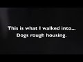 dog rough housing