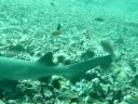 Diving with white tip reefsharks