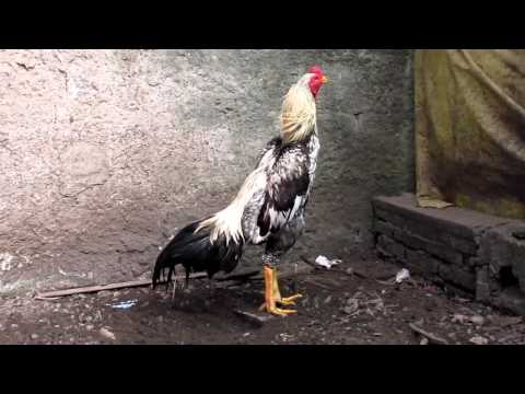 o sha mo - Tegula, filho do Telha x Rabuda, galo O-Shamo de 1 ano e 9 meses pesando 4,3kg e com 70cm de altura MInha obra prima!