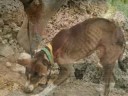 animal abuse