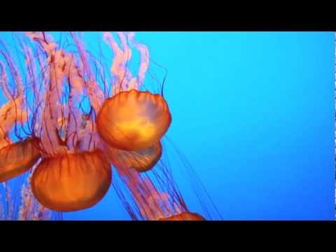 markdayresponse - Sea Nettle Jellyfish at Monterey Bay Aquarium HD canon 550d.