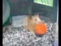 videos de 081128綾ちゃんにんじん持って.mp4