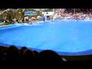 dolphins.html