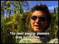Hanf, Schweiz,Cannabis,Revolution,Hemp,Ganja