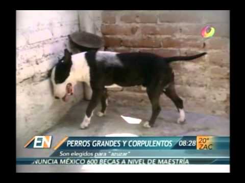 peleas de perros