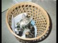 Kittehs!!