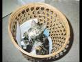 Kittehs!!