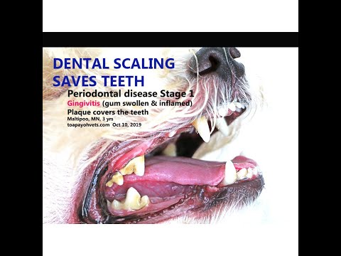 how to treat gingivitis in dogs
