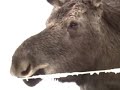 Moose On The Loose (CBS News)
