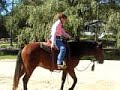 green horse first rideout under saddle