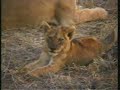 02Sept08 WildEarth p.m. drive  #1 lionesses & cubs eating