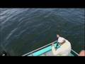 videos de Summer Flounder Controversy