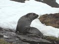 The Springtime Scratch