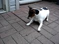 Jack Russell vs. Cicada Jack Russell vs. Cicada