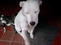 Magui Obediente (Dogo Argentino)